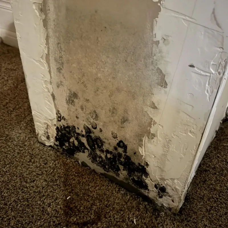 Professional Mold Removal in Havana, IL